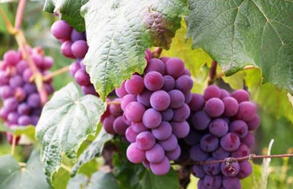 水果生鮮代運(yùn)營公司