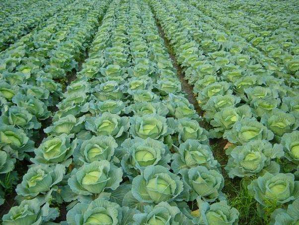 農(nóng)業(yè)品牌策劃的作用是什么呢？