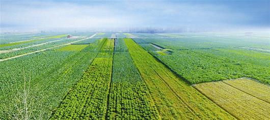 想做農(nóng)業(yè)品牌策劃怎么尋找品牌策劃公司呢