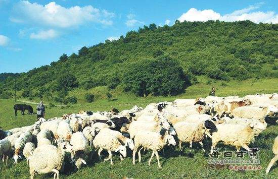 農(nóng)業(yè)品牌策劃公司需要培養(yǎng)這樣的團隊嗎？