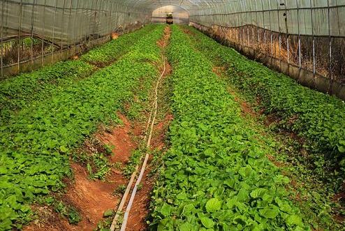 農(nóng)產(chǎn)品品牌策劃公司如何培養(yǎng)團隊？