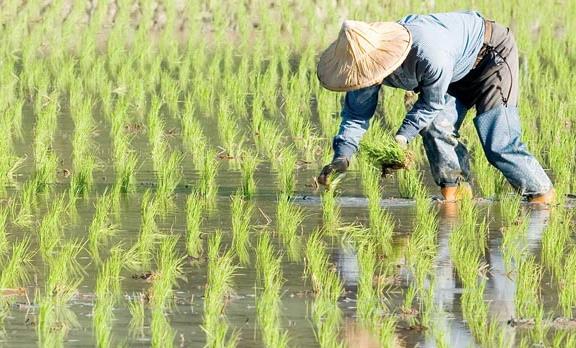 農(nóng)業(yè)品牌戰(zhàn)略規(guī)劃，對(duì)業(yè)務(wù)成功的作用