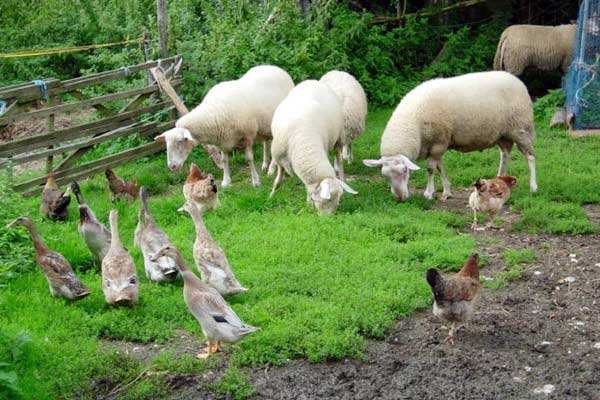 有機(jī)農(nóng)業(yè)品牌定位，農(nóng)業(yè)品牌定位