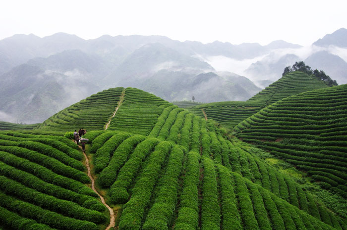 品牌形象，農(nóng)業(yè)品牌定位