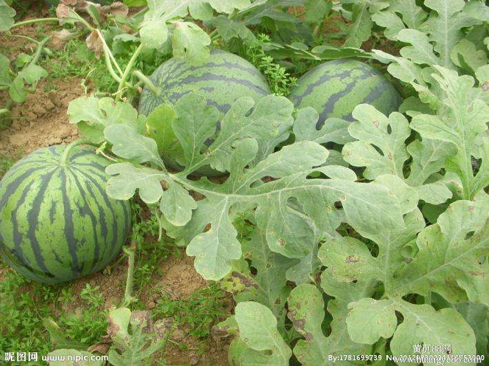 農業(yè)品牌策劃，農產品品牌策劃，西瓜農業(yè)品牌策劃