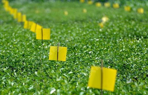 農(nóng)業(yè)品牌策劃，農(nóng)業(yè)品牌策劃公司