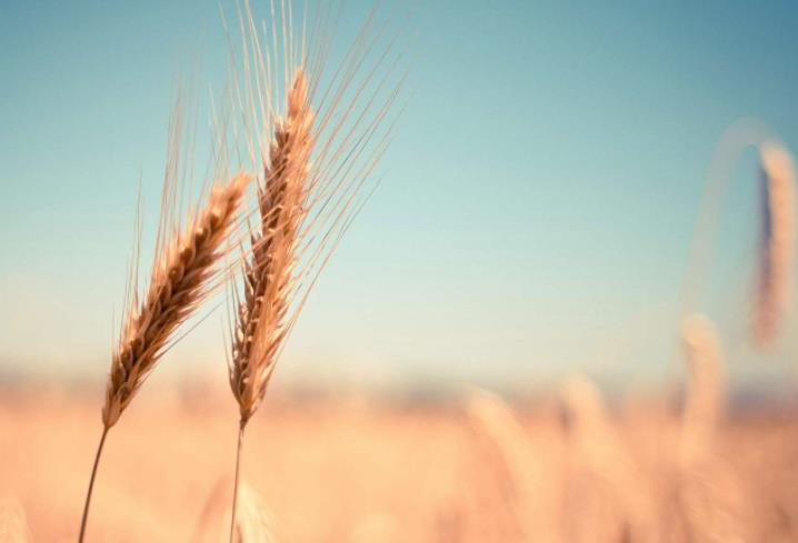 農(nóng)業(yè)發(fā)展戰(zhàn)略策劃 農(nóng)產(chǎn)品品牌策劃設(shè)計公司