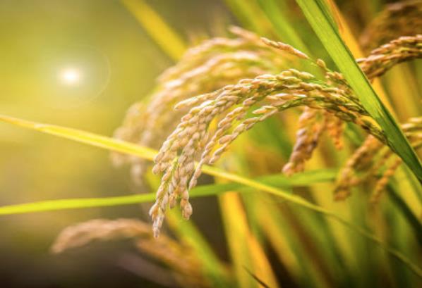 農(nóng)業(yè)發(fā)展戰(zhàn)略策劃 農(nóng)產(chǎn)品品牌策劃設(shè)計公司