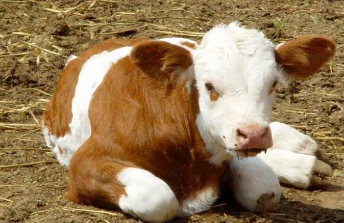 肉牛產(chǎn)業(yè)全案營(yíng)銷策略