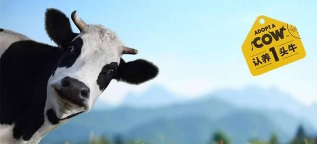 品牌戰(zhàn)略與營(yíng)銷(xiāo)咨詢：認(rèn)養(yǎng)一頭牛，乳業(yè)紅海突破之路