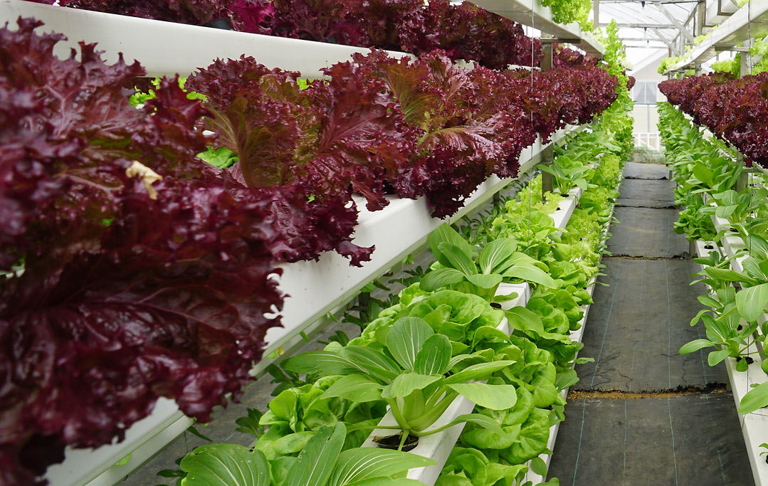 農(nóng)業(yè)如何建設公共品牌