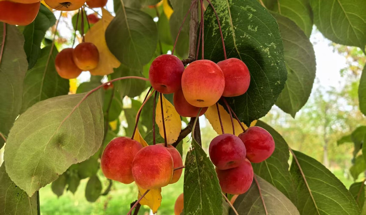 2025春節(jié)后農(nóng)業(yè)類公司營(yíng)銷攻略-美御