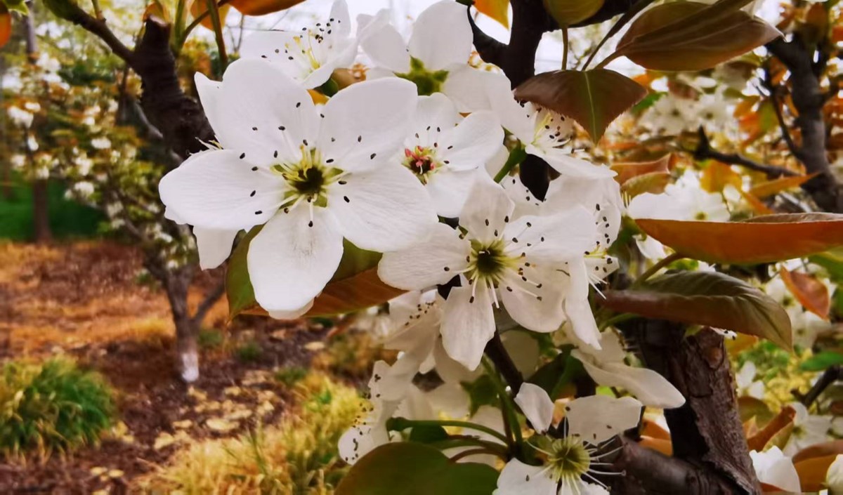 農(nóng)業(yè)企業(yè)是否需要做品牌：品牌建設(shè)的價(jià)值有哪些？