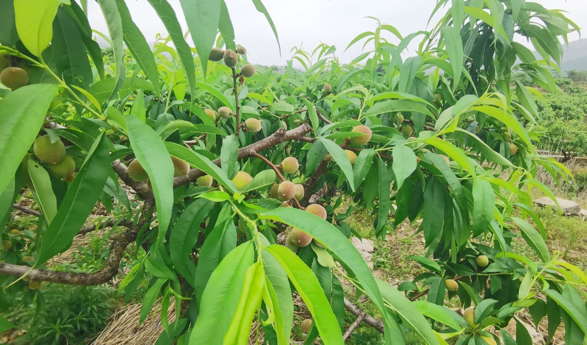 水蜜桃產(chǎn)業(yè)發(fā)展機(jī)會(huì)與品牌農(nóng)業(yè)建設(shè)策劃指南