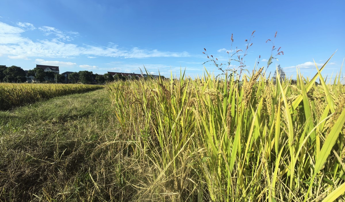 最美鄉(xiāng)村農(nóng)業(yè)品牌化策劃方案 最美鄉(xiāng)村農(nóng)業(yè)品牌化策劃方案