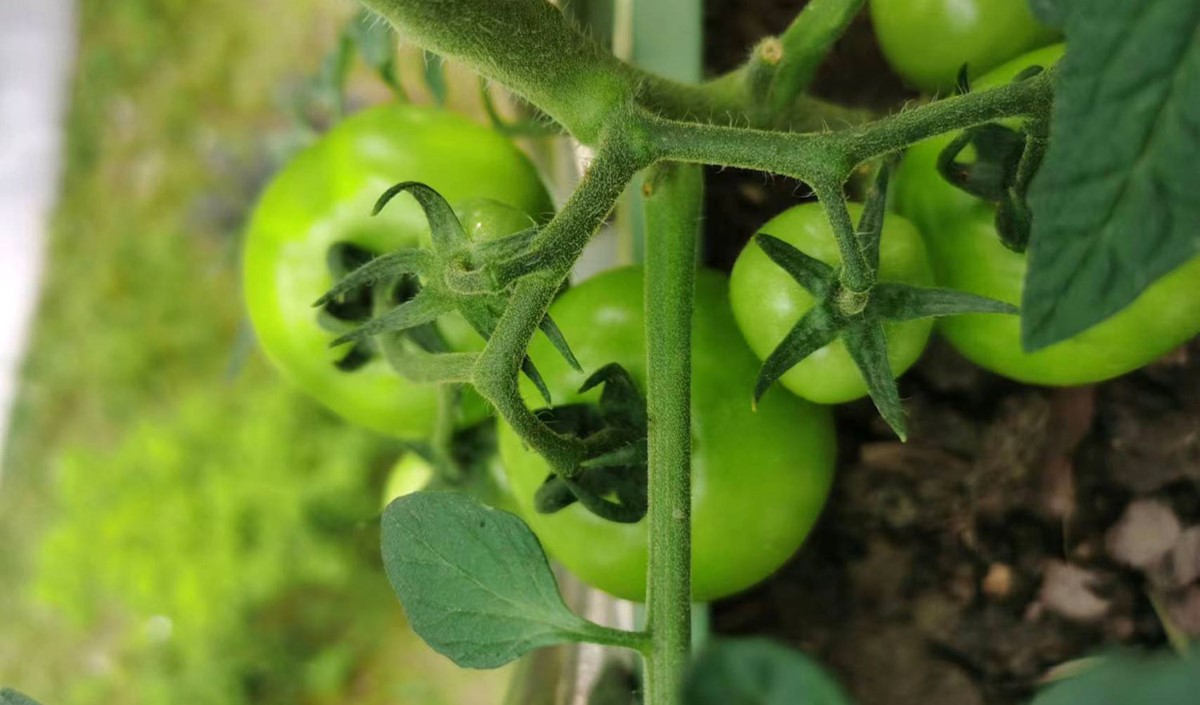 農(nóng)業(yè)品牌策劃公司推薦：口碑好的選擇助您品牌騰飛