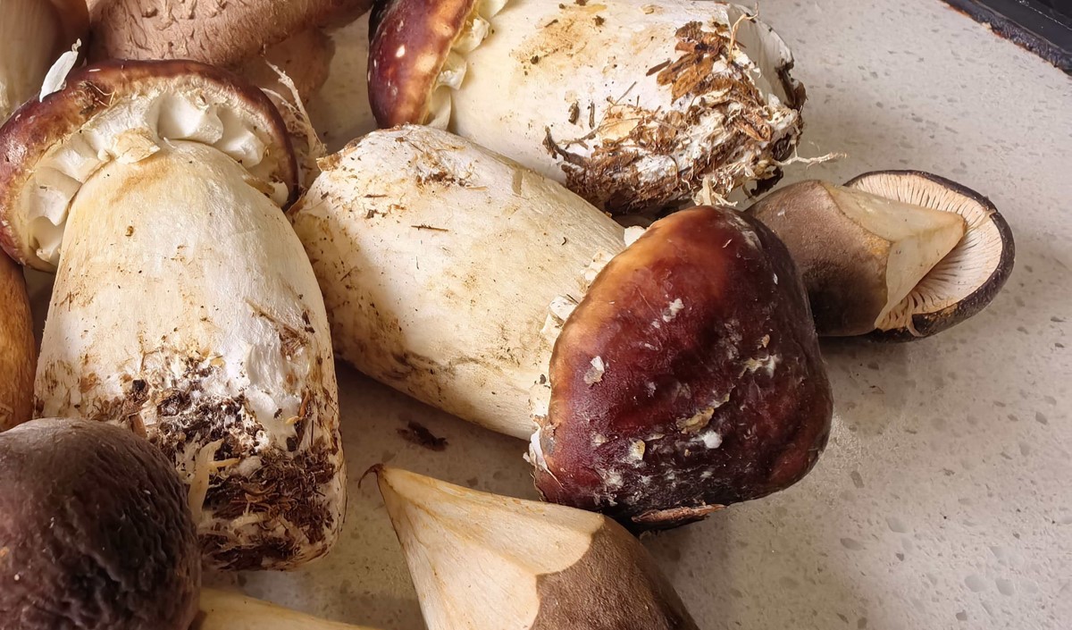 菌菇類(lèi)農(nóng)產(chǎn)品品牌化路徑探析